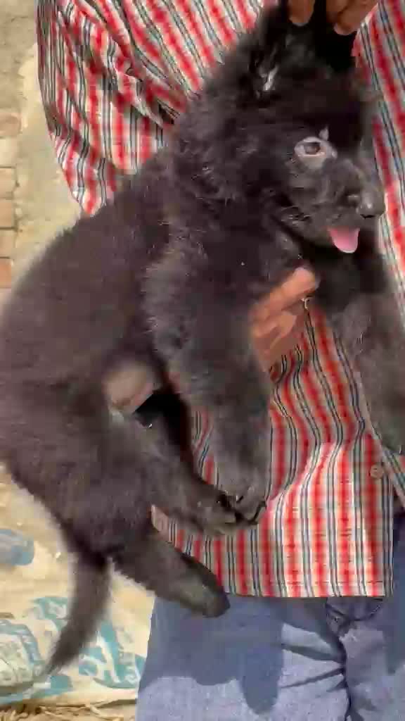 German Shepherd Puppy, farm video