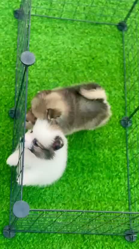 Toy Poodle Puppy, farm video