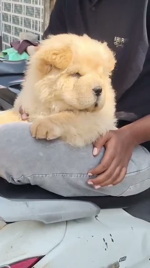 Chow Chow Puppies, farm video