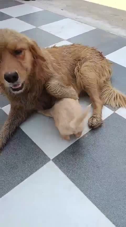 Golden Retriever, farm video