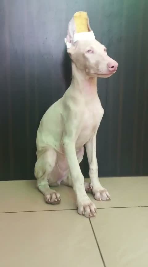 Doberman Pinscher Puppy, farm video