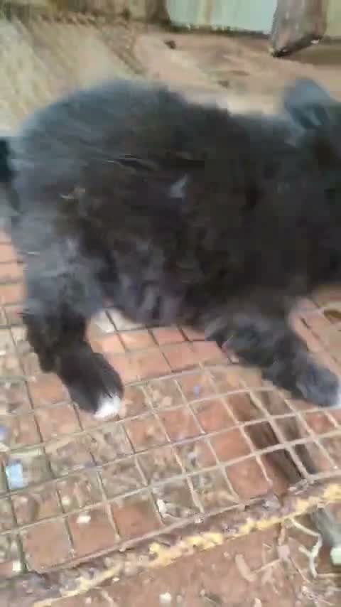 Pomeranian Puppy, farm video