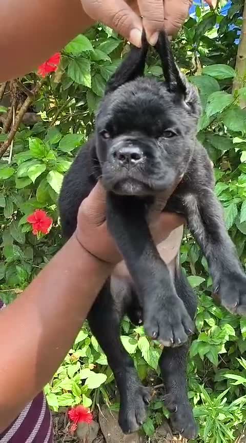Cane Corso Puppy, farm video
