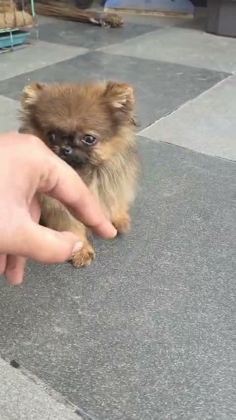 Toy Poodle Puppy, farm video