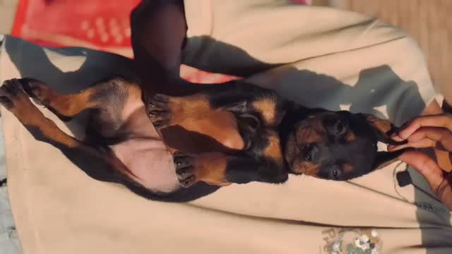 Doberman Pinscher Puppy | Brown & Tan, farm video