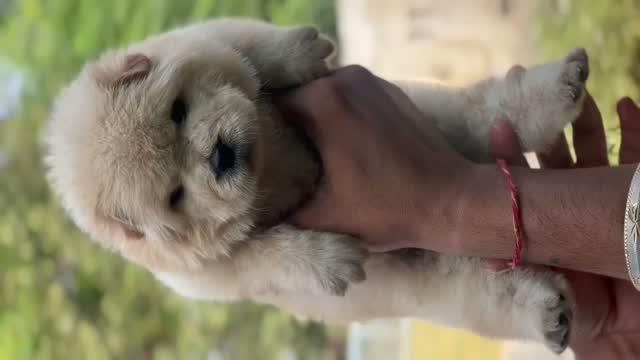 Chow Chow Puppies, farm video