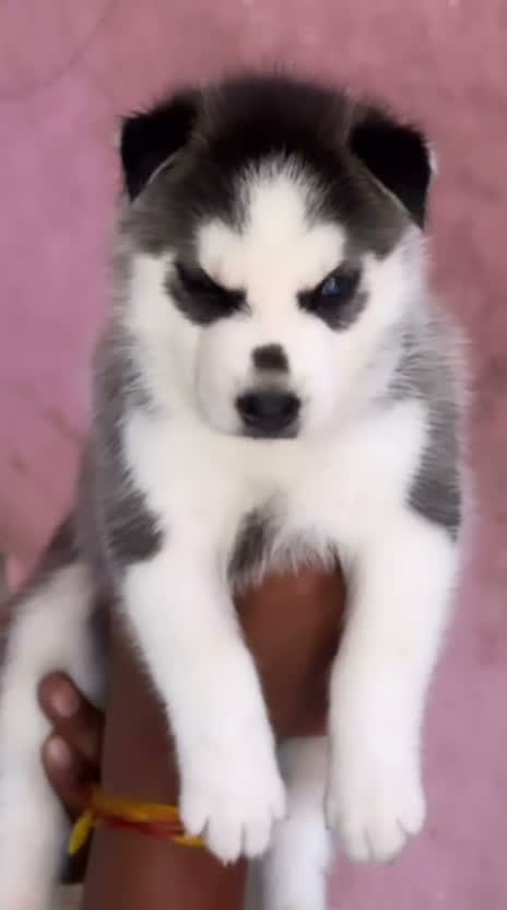 Siberian Husky Puppy | Black & White Color, farm video
