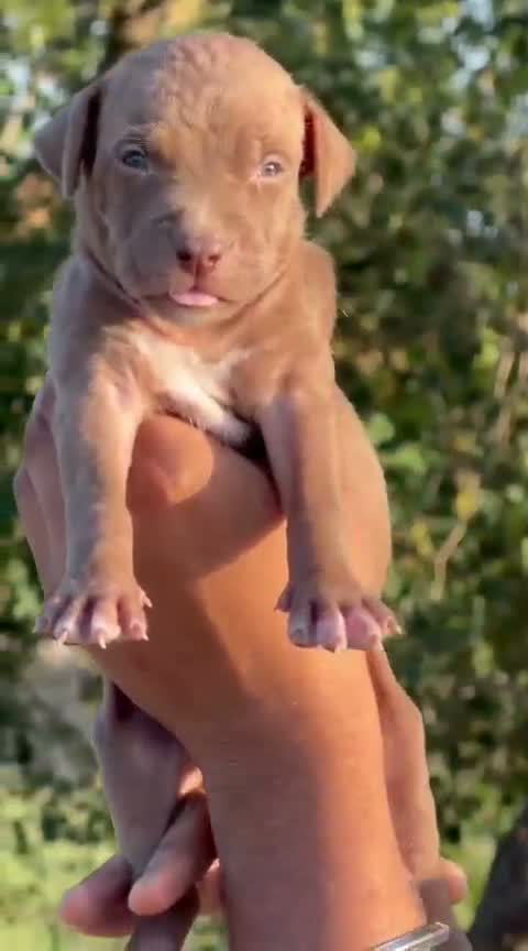 Pitbull Terrier Puppy, farm video
