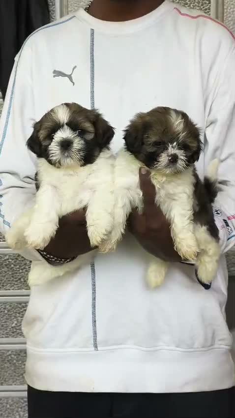Shih Tzu | Black Color, farm video