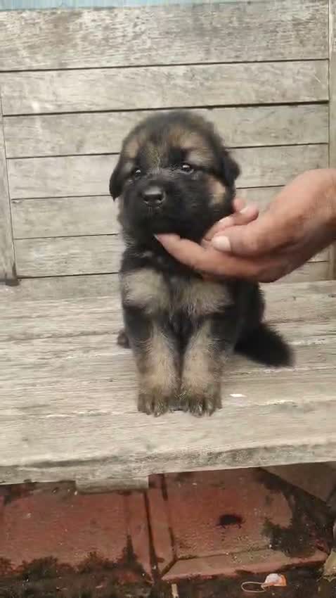German Shepherd Puppy, farm video