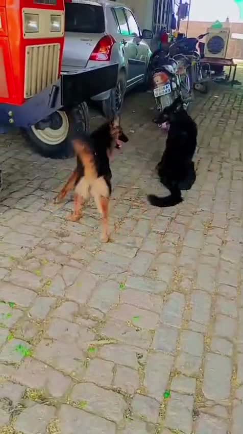 German Shepherd Puppy, farm video