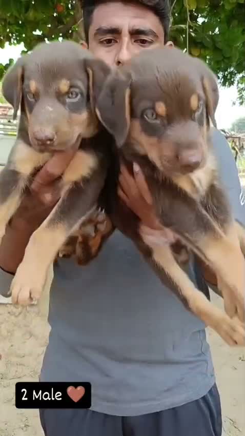 Doberman Pinscher Puppy | Brown & Tan, farm video