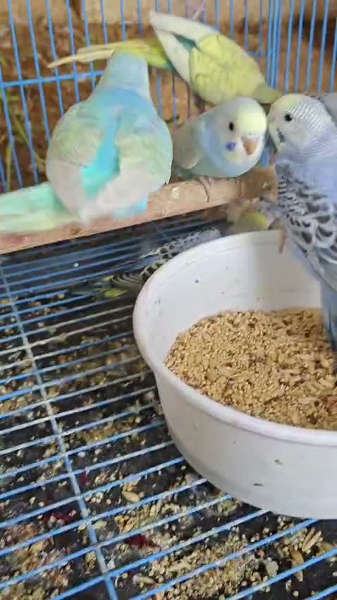 Budgies | Fallow, farm video