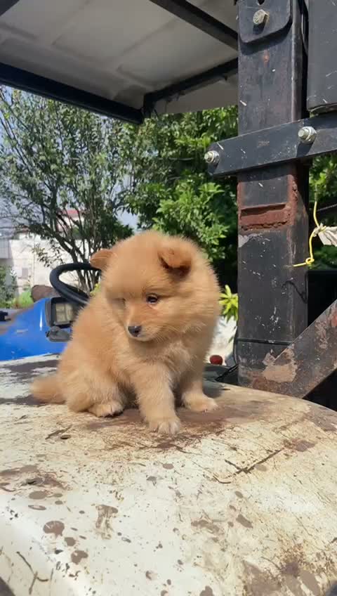 Pomeranian Puppy, farm video