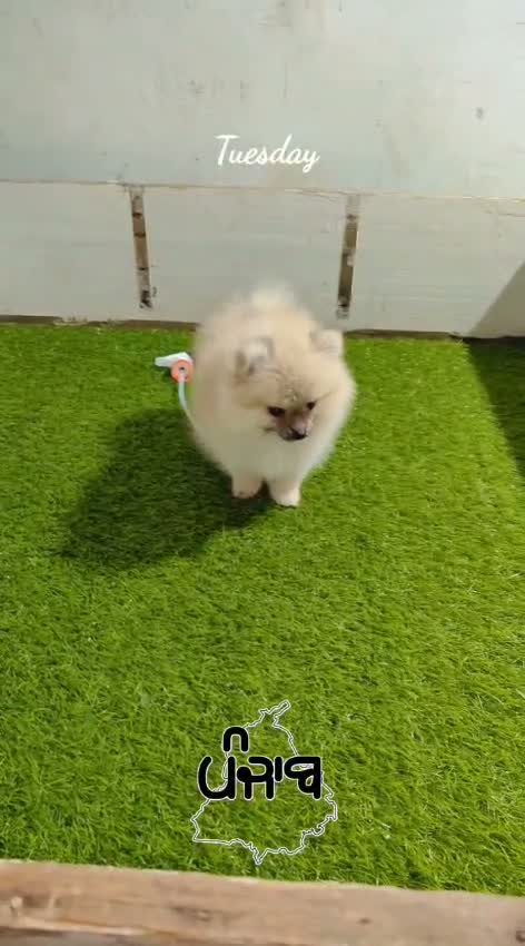 Pomeranian Puppy, farm video