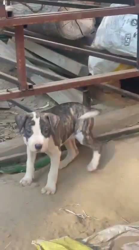 American Bully Pocket Size Puppy, farm video