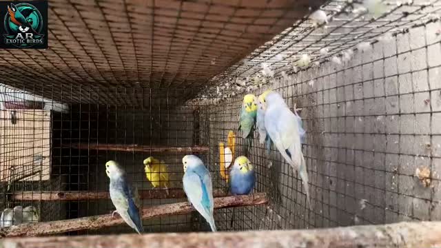 Budgies | Fallow, farm video