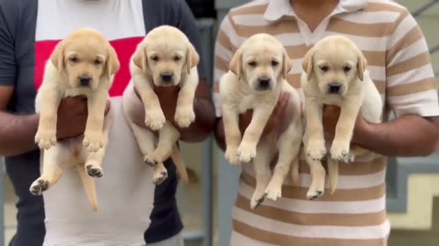 Beagle Black & Tan Puppy, farm video