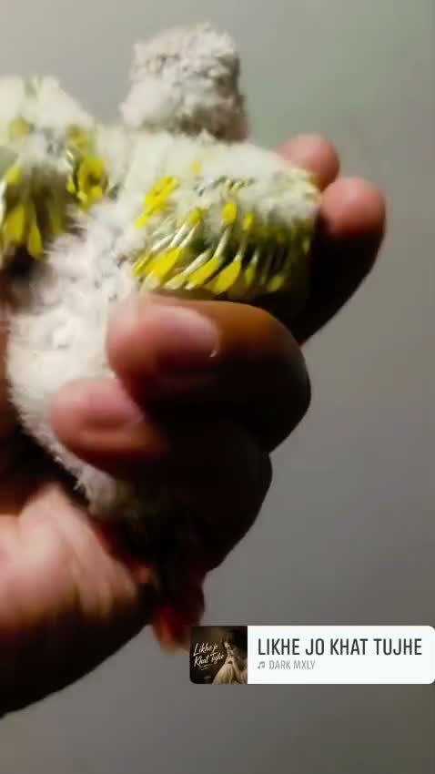 Sun Cheek Conure, farm video