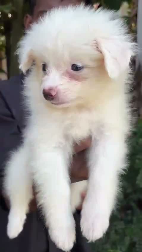 Pomeranian Puppy, farm video