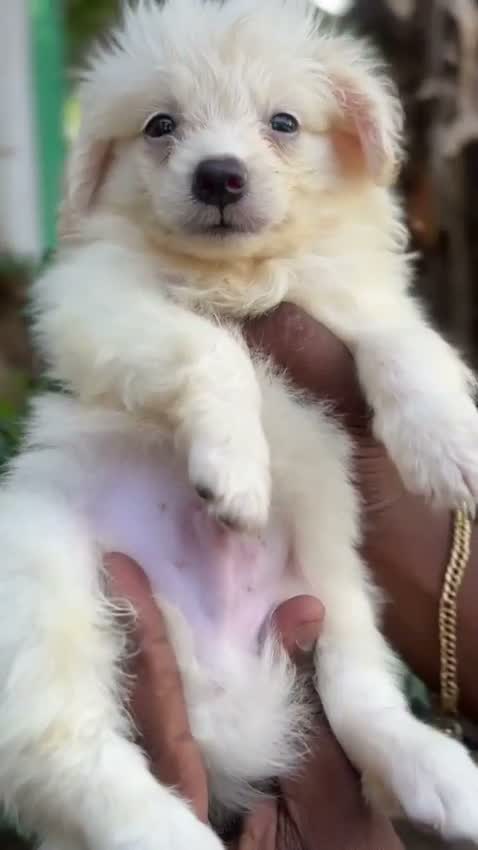 Pomeranian Puppy, farm video