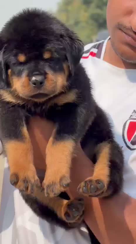 Rottweiler Puppy, farm video