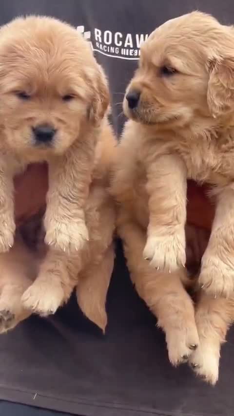 Golden Retriever, farm video