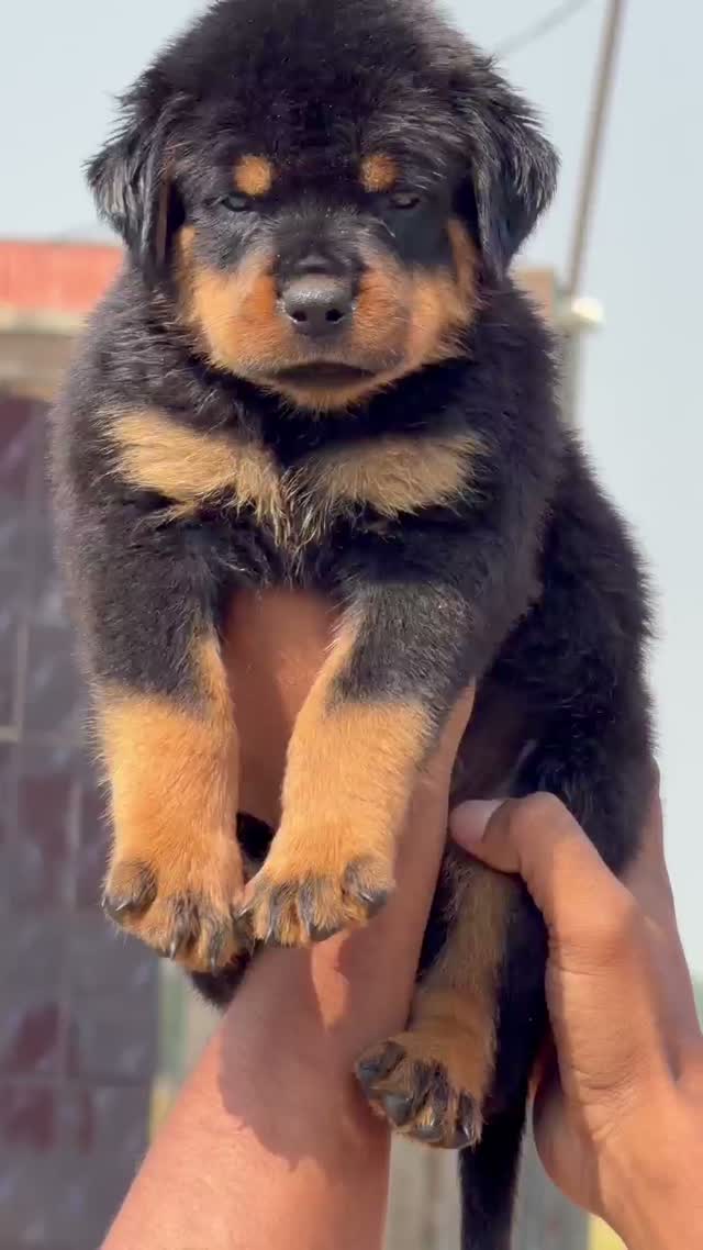 Rottweiler Puppy, farm video