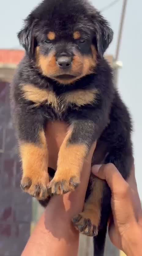 Rottweiler Puppy, farm video