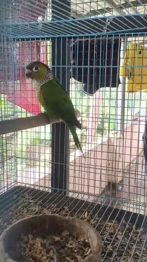 Black Capped Conure, farm video