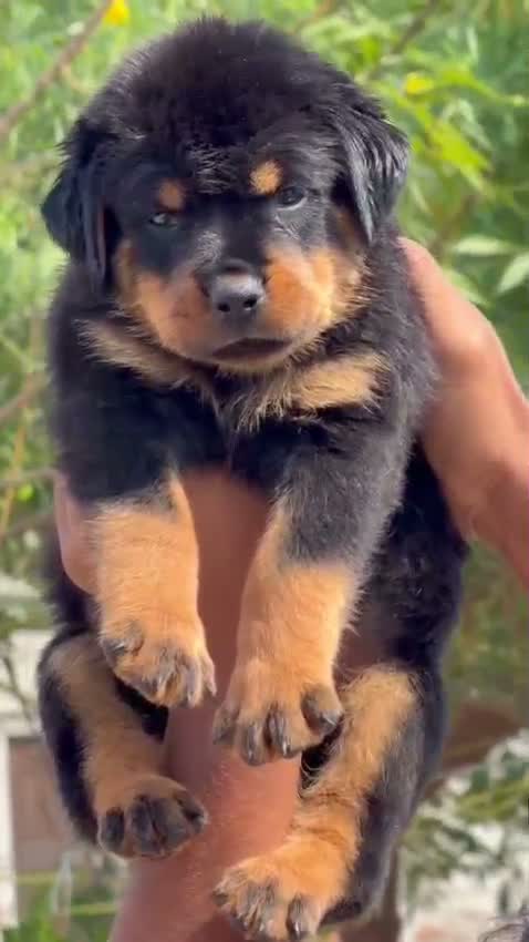 Rottweiler Puppy, farm video
