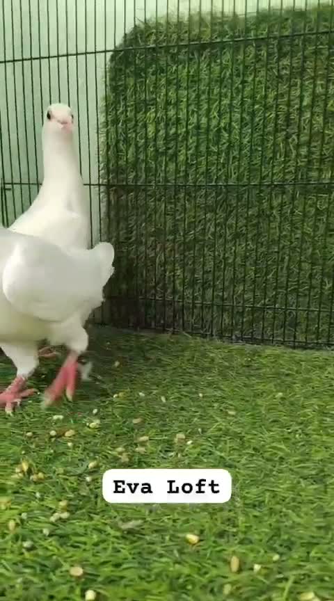 Fantail Pigeon, farm video