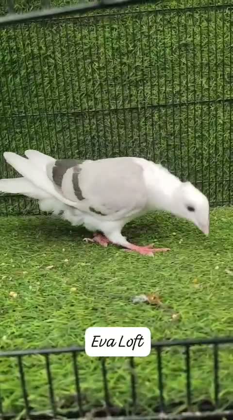 Fantail Pigeon, farm video