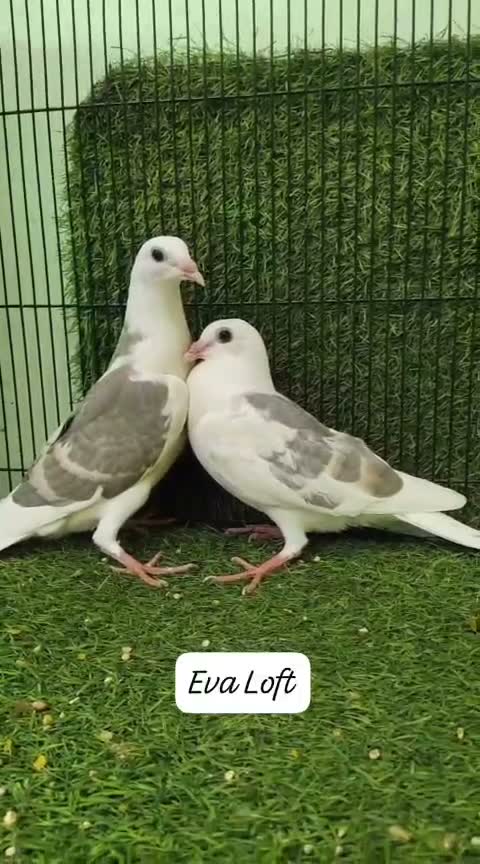 Fantail Pigeon, farm video