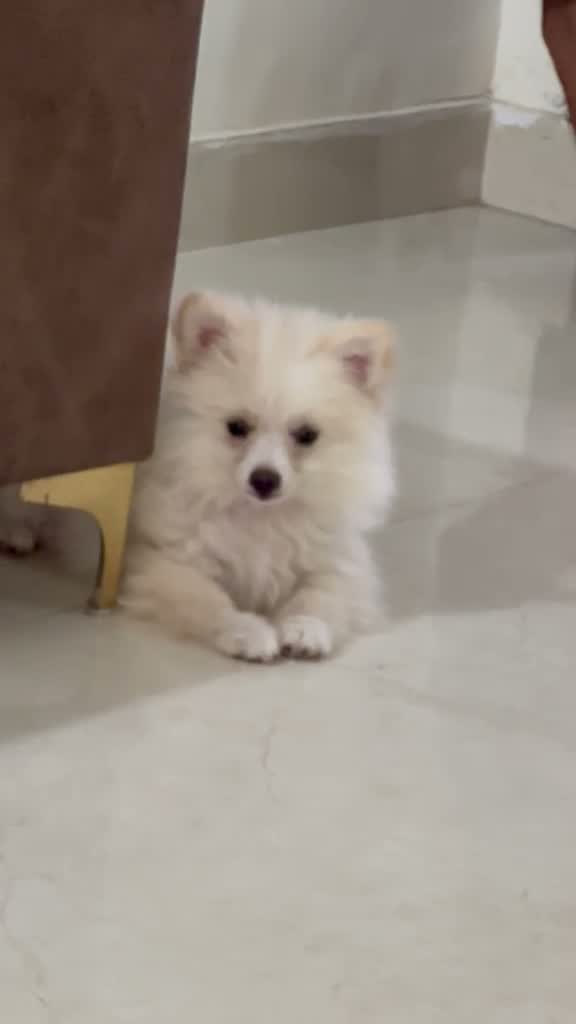 Pomeranian Puppy, farm video
