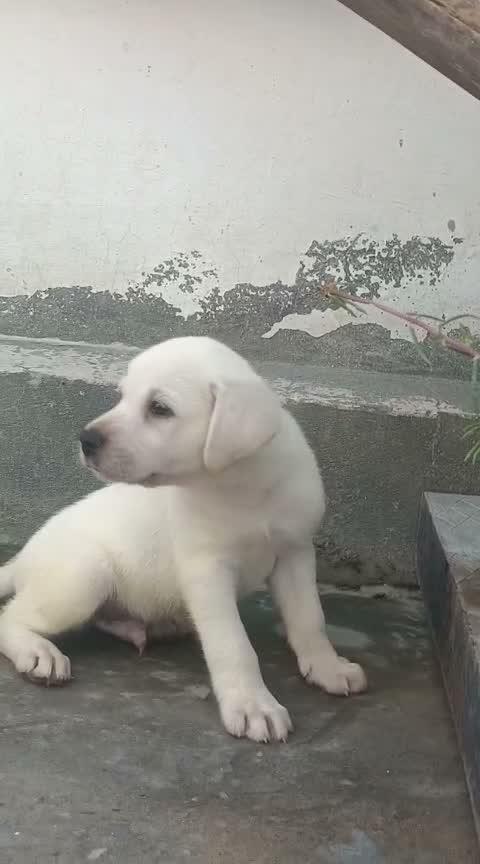 Beagle Black & Tan Puppy, farm video