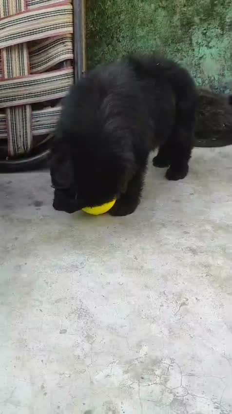 German Shepherd Puppy, farm video