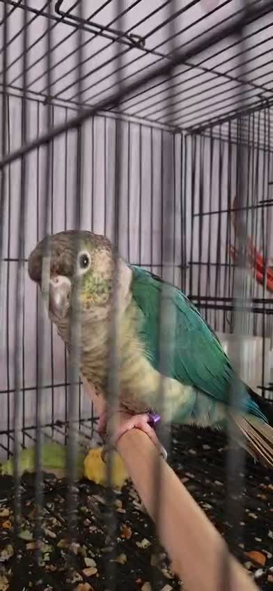 Pineapple Headed Conure, farm video
