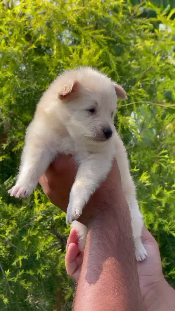 Pomeranian Puppy, farm video