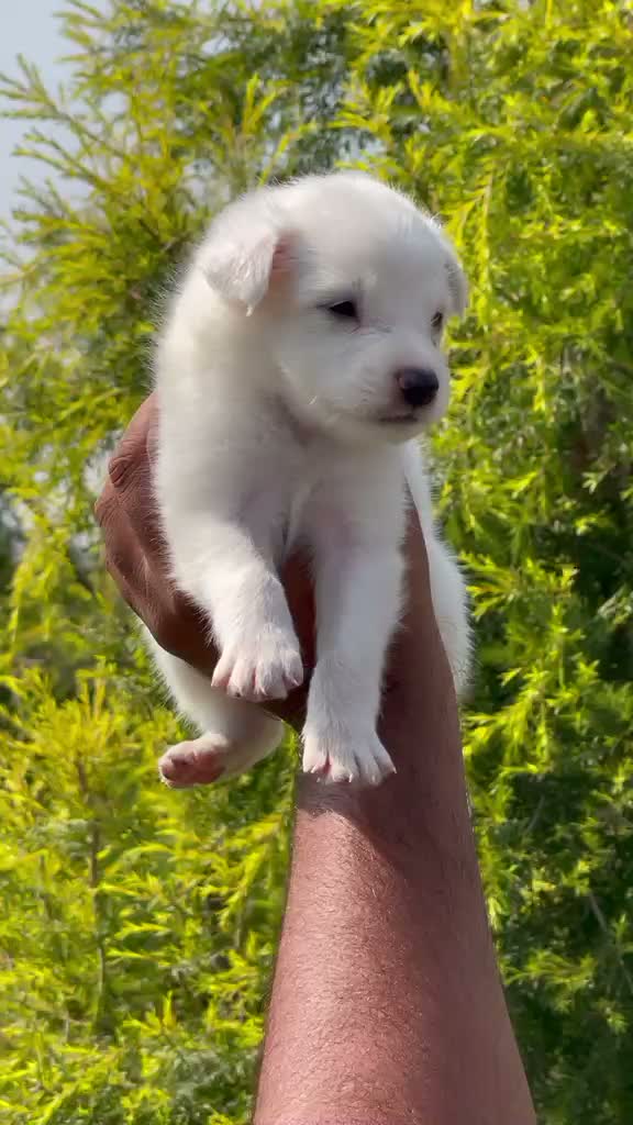 Pomeranian Puppy, farm video