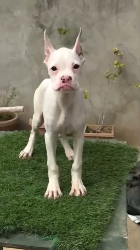 Boxer Puppy, farm video