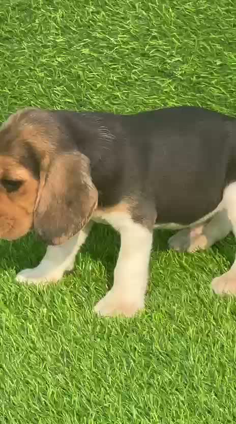 Beagle Black & Tan Puppy, farm video
