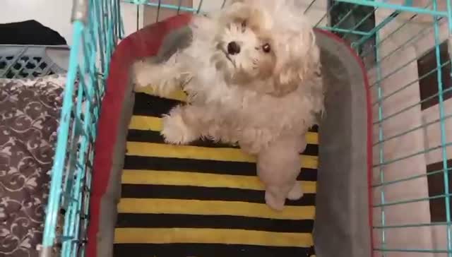 Maltipoo Puppy, farm video