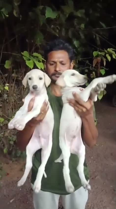Mudhol Hound Puppy, farm video