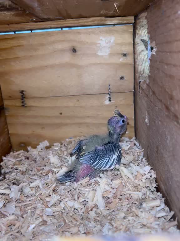 Cockatiel, farm video