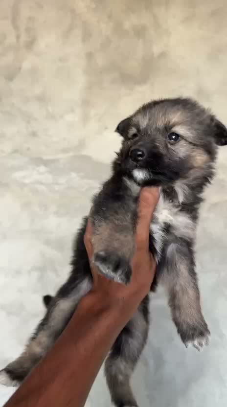 German Shepherd Puppy, farm video