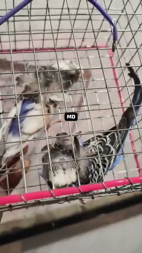 Hogoromo Budgies, farm video