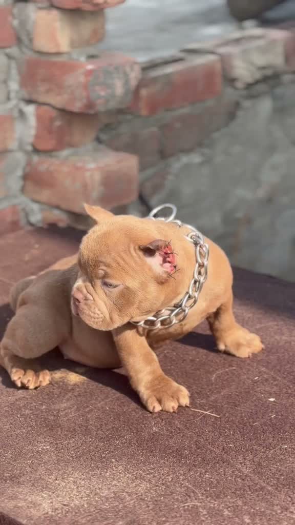 American Bully Pocket Size Puppy, farm video
