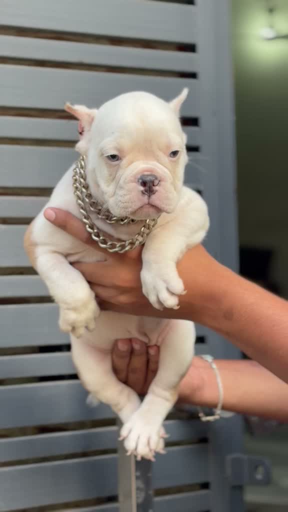 American Bully Pocket Size Puppy, farm video