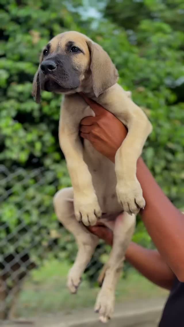 Great Dane Puppy, farm video